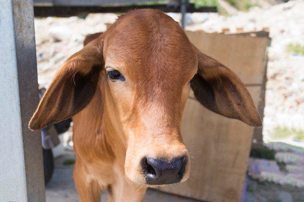 悲しいかわいい動揺孤独な子牛 若い雄牛屋外 欲求不満の動物 動物の権利 動物虐待に抗議し 殺害をやめます ビーガンになります貧しい動物は虐殺に行きたくない 無料の動物のコンセプト プレミアム写真