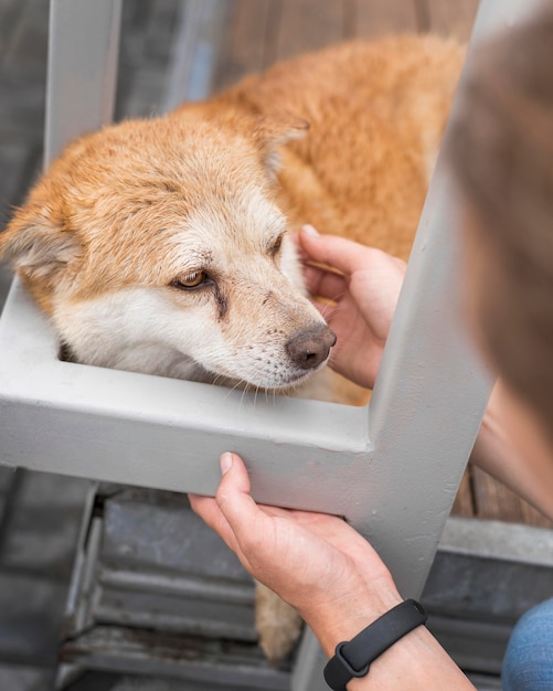 避難所で悲しい犬が女性にペットを飼っている 無料の写真