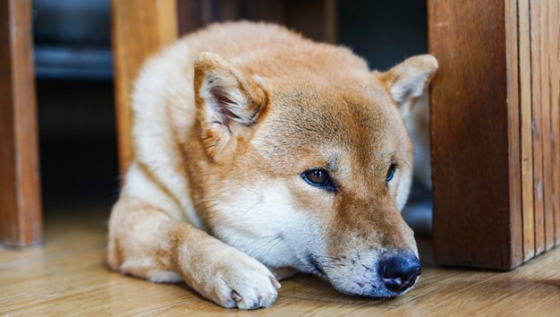 家の床に横たわっている悲しい犬 日本の柴犬犬小型 寝ている犬の孤独な動物 プレミアム写真