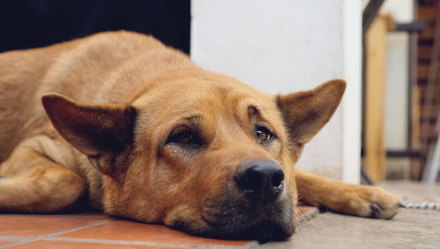 悲しい犬の家の床の上に敷設 眠っている犬の孤独な動物のホームレスのコンセプト プレミアム写真