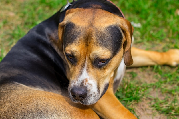 草の上に横たわる悲しい犬雑種犬 プレミアム写真