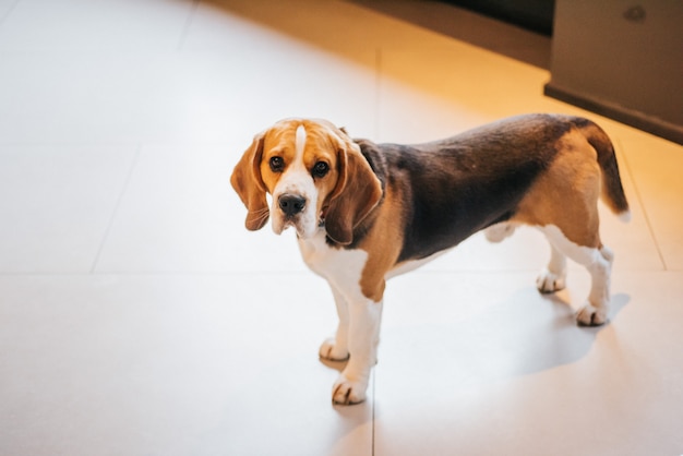 Sad dog stands on the floor Free Photo