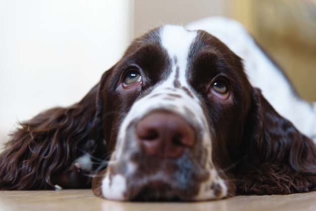 Premium Photo | Sad english springer spaniel puppy dog