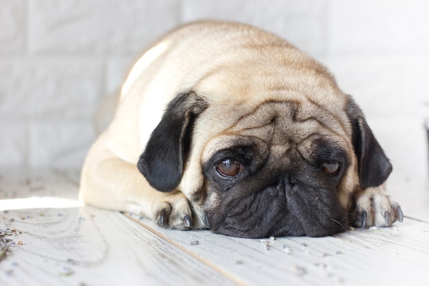 木製の床に横たわっている大きな目で悲しい犬の犬 プレミアム写真
