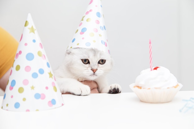 Premium Photo | Sad white cat in a festive hat with a birthday cake on ...