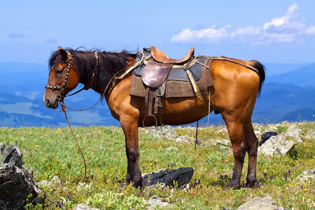 Free Photo | Saddled horse