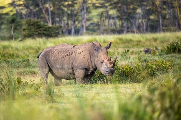 Premium Photo | Safari by car in the nakuru national park in kenya ...