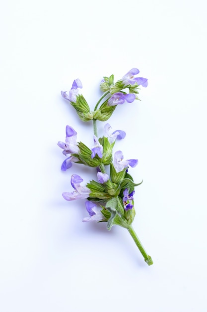 Sage Flower / Grow Common Sage A Mediterranean Culinary Staple Gardener S Path / It blooms through the summer and into the fall.