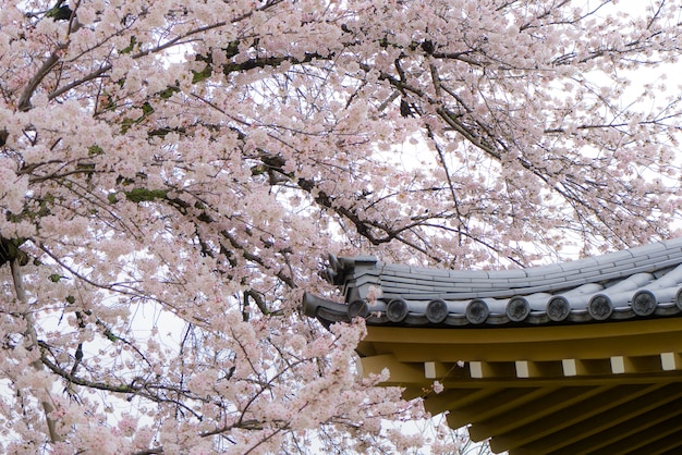 Sakura Flowers Or Cherry Blossom With Roof Of House In Kyoto - 