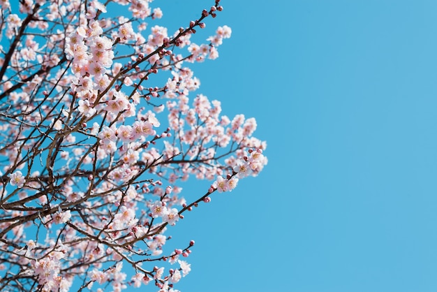 Premium Photo Sakura Pink Cherry Blossom In Japan On Spring Season