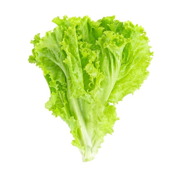 Premium Photo | Salad leaf. lettuce isolated on white background ...