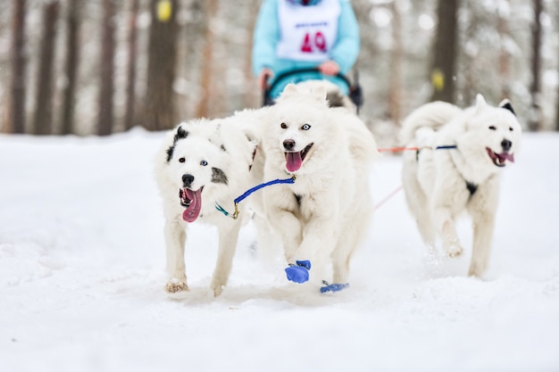 サモエドそり犬スポーツレース大会 プレミアム写真