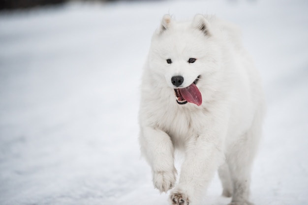 Premium Photo | Samoyed white dog is running on snow outside on winter ...