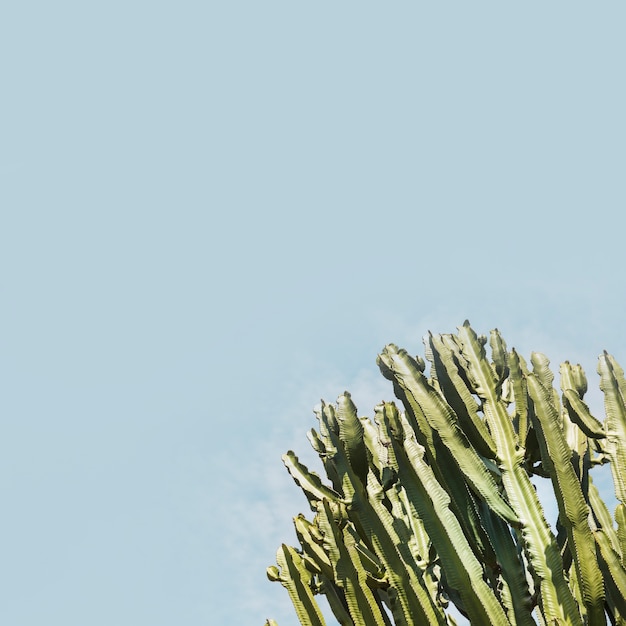 青い空に対して成長しているサンペドロサボテン 無料の写真