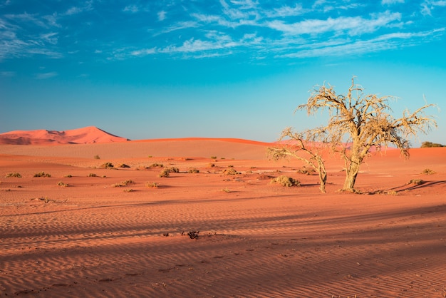 Premium Photo | Sand dunes in the namib desert at dawn, roadtrip in the ...