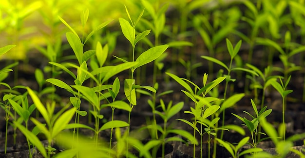 Premium Photo | Santalum album, or indian sandalwood seedlings are ...