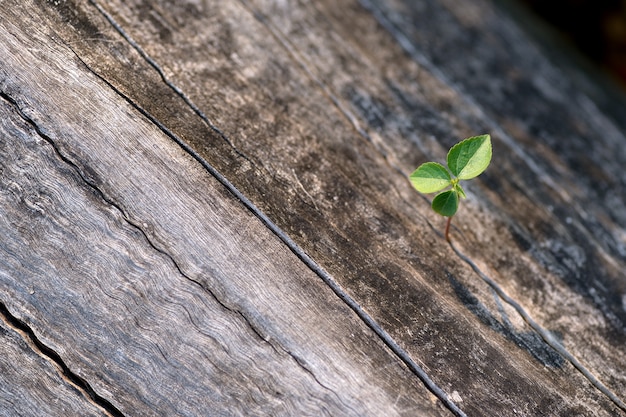 premium-photo-sapling-on-wood