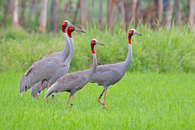 Premium Photo | Sarus crane grus antigone birds in paddy field