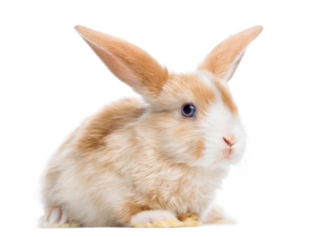 Premium Photo Satin Mini Lop Rabbit Ear Up Lying Isolated On White