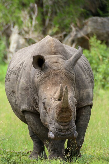 Premium Photo | Saw these rhinoceros while visiting the famous kruger ...