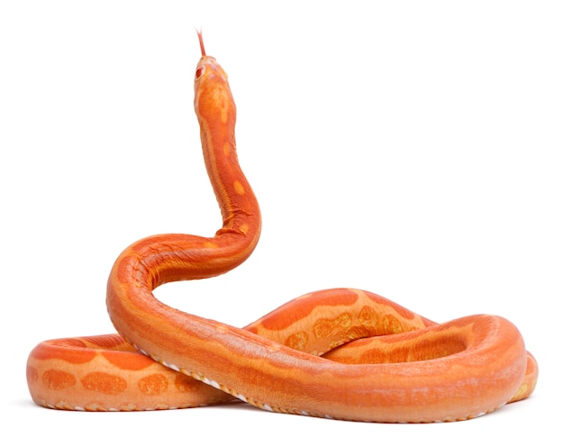 Premium Photo Scaleless Corn Snake Pantherophis Guttatus In Front Of White Background