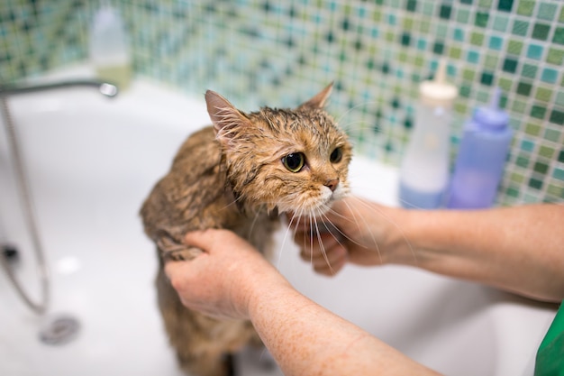 Scared cat taking a bath Premium Photo