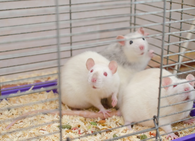 rat in a cage
