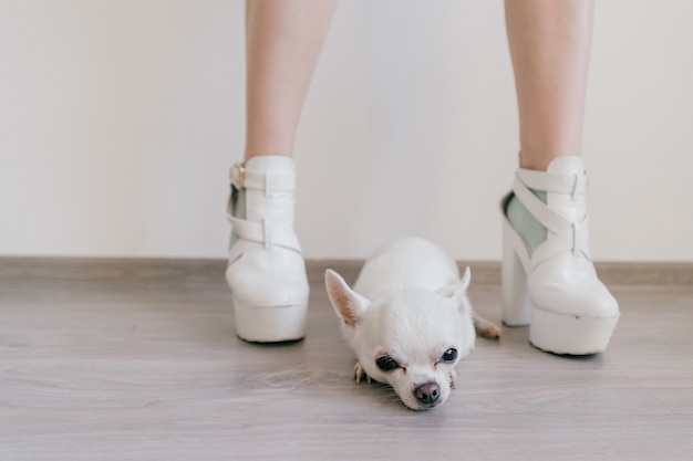 dog feet socks