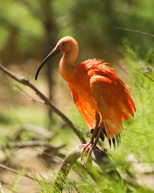 Free Photo | Scarlet ibis