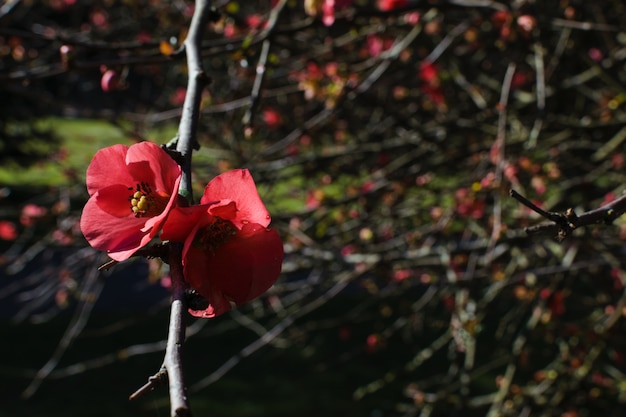 背景をぼかした写真に対する緋色の日本マルメロまたはテキサス緋色の花 プレミアム写真