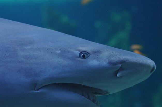 海の白いサメの怖い表情 プレミアム写真