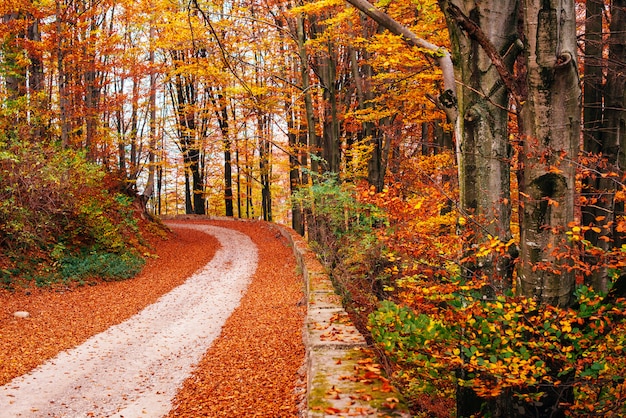 Scenic autumn landscape Premium Photo