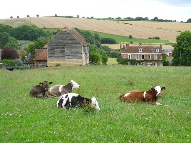 Free Photo | Scenic kingdom rural farm england united ...