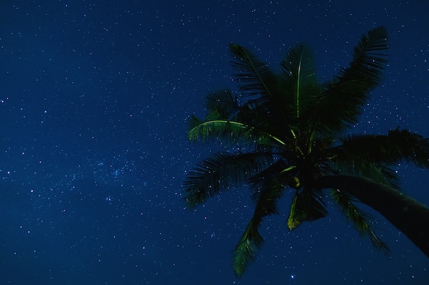 Premium Photo | Scenic night sky with a lot of stars and palm tree