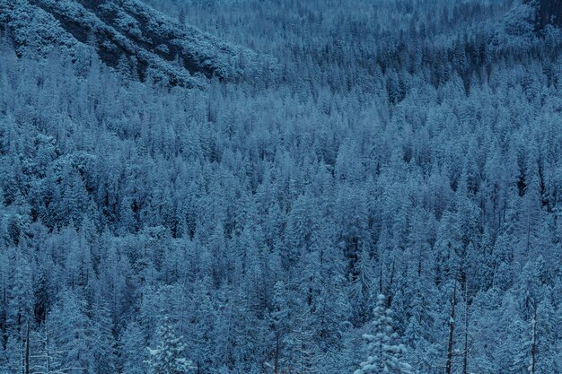 冬の風光明媚な雪に覆われた森 プレミアム写真