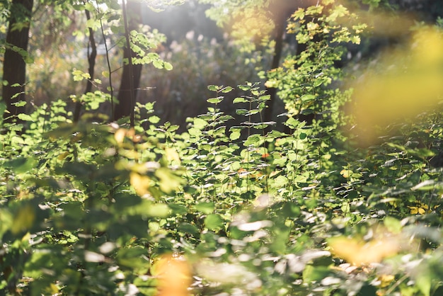 Scenic view in forest Free Photo