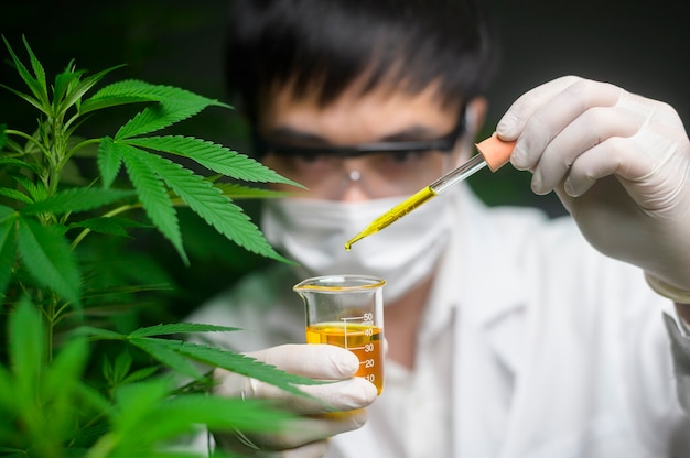 Premium Photo | A Scientist Is Checking And Analyzing A Cannabis ...