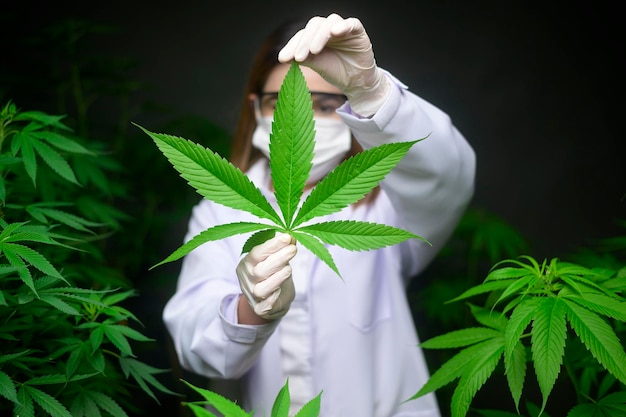 Premium Photo | Scientist is checking and analyzing a cannabis leaves ...