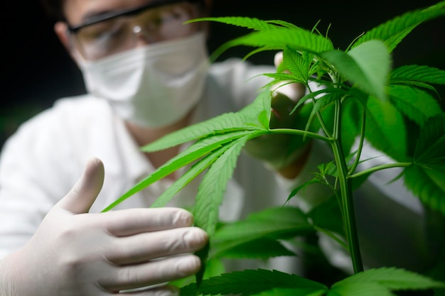 Premium Photo | Scientist is checking and analyzing a cannabis leaves ...