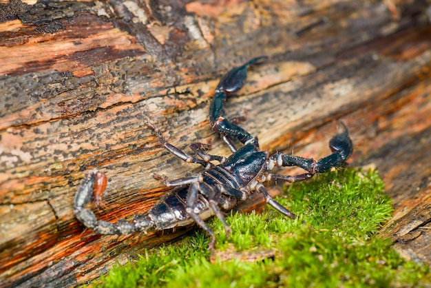 Premium Photo | Scorpion on wood intropical garden