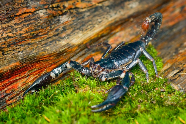 Premium Photo | Scorpion on wood intropical garden