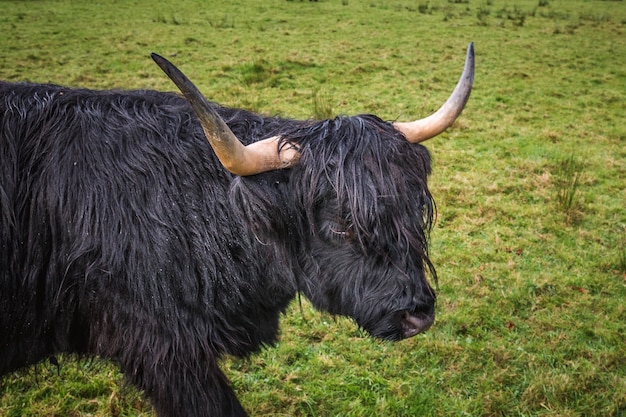 Premium Photo | Scottish black highland cow