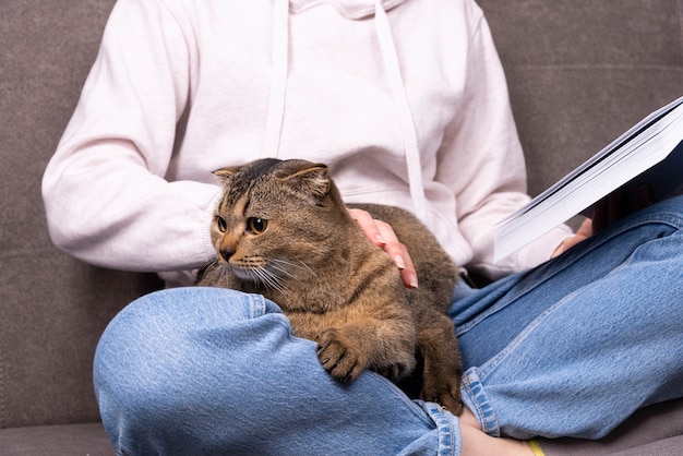 スコティッシュフォールドスコティッシュフォールドの猫が腕の中に座っています ペットは本を読んでいる飼い主の手に隠れています プレミアム写真