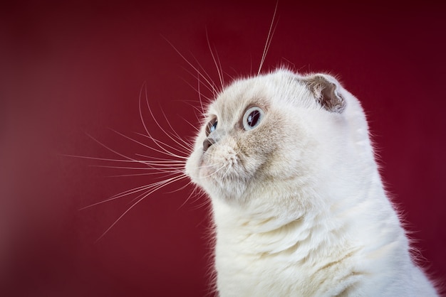 赤いマルサラの背景 正面にスコティッシュフォールドショートヘアカラーポイント猫 プレミアム写真