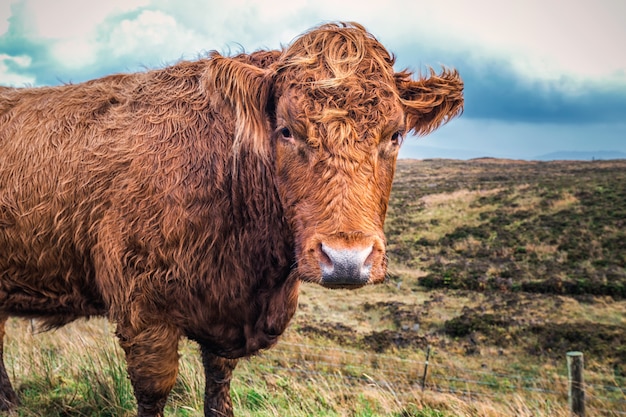 Premium Photo | Scottish highland cow wide angle view