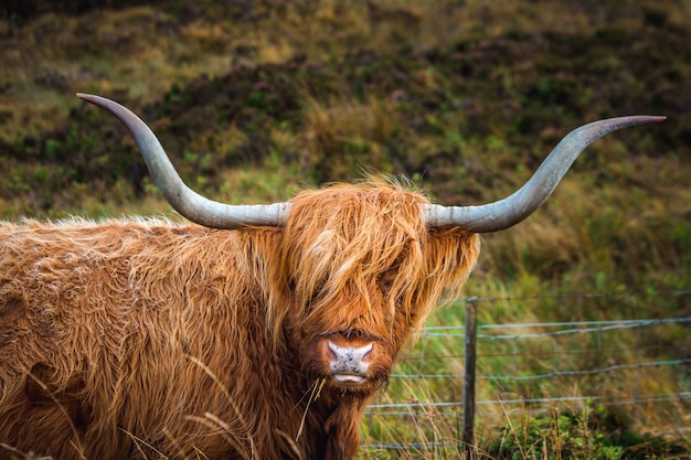 Premium Photo | Scottish highland cow with haircut