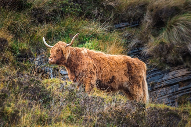 Scottish highland cow with horns | Premium Photo