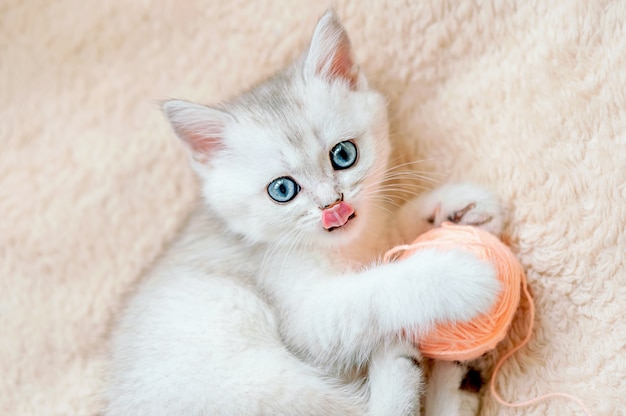青い目と突き出た舌を持つスコティッシュストレートシルバーチンチラ子猫はピンクの糸のボールで遊ぶ プレミアム写真