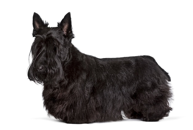 Premium Photo Scottish Terrier Standing Against White Background