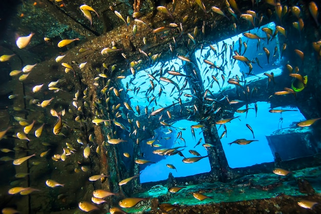 Premium Photo Scuba Divers Explore Sunken Ships At The Bottom Of The Sea Marine Life 7599